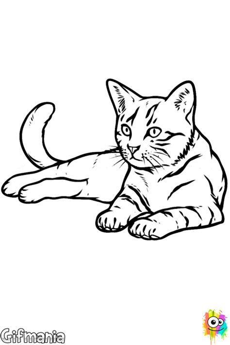gato realista #gato #animal #mascota #dibujo | Dibujos de ...