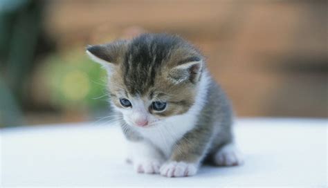 Gato tierno pequeño | Gatos bonitos, Perros y gatos ...