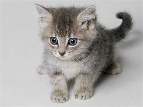 gatos bebes tiernos   Buscar con Google | Kittens cutest ...
