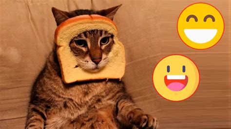 Gatos graciosos 2020   los mejores videos de gatos ...