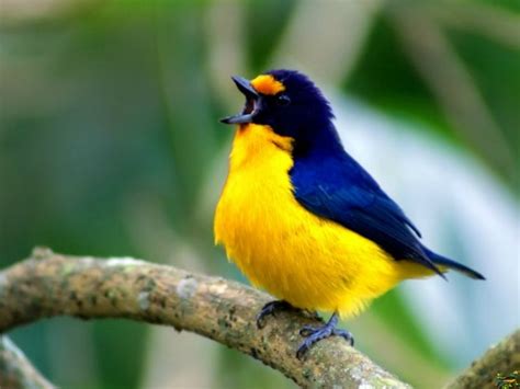 Gaturamo pode imitar até 16 cantos de aves