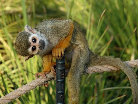 GC3NV9M TTMT 069 Common Squirrel Monkey Traditional Cache ...