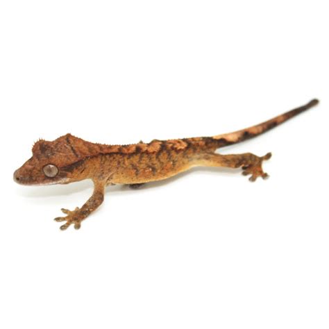 Gecko à crête  Brindle    Correlophus ciliatus