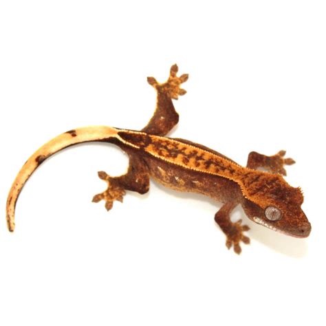 Gecko à crête  Yellow pinstripe    Correlophus ciliatus