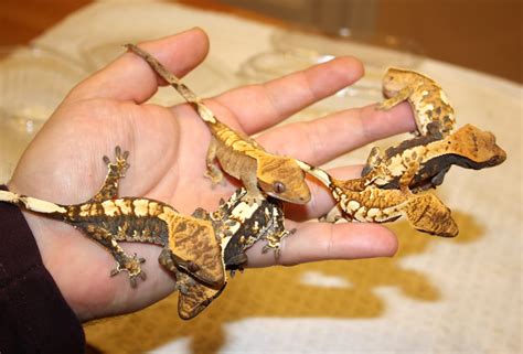 Gecko crestado   Animales. Mascotas. | Mercafauna