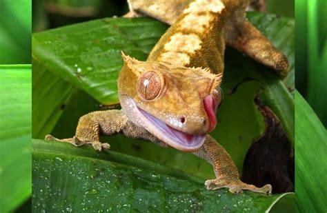 Gecko crestado: características, hábitat y...   AnimalesExoticos