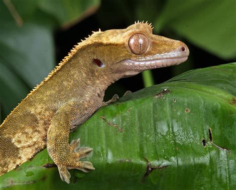 Gecko crestado: cómo es, cuidados, reproducción y hábitat ...