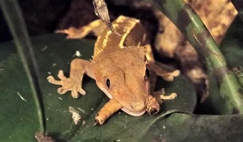Gecko Crestado: cuidados, alimentación y reproducción   Geckoterrarium