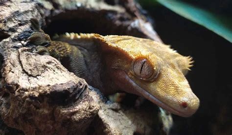 Gecko Crestado: cuidados, alimentación y reproducción   Geckoterrarium