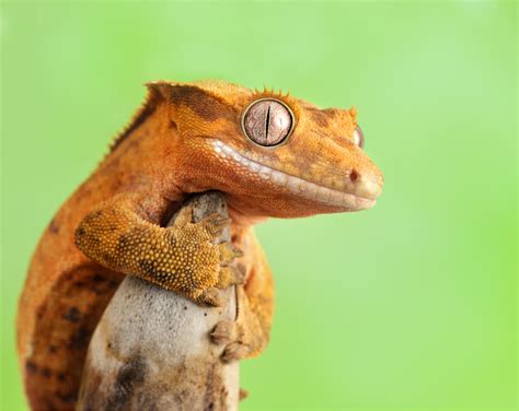Gecko crestado: cuidados y características   Mis Animales