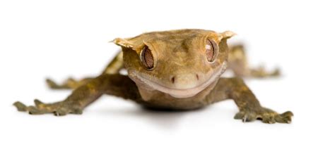 Gecko crestado de nueva caledonia   rhacodactylus ciliatus | Foto Premium