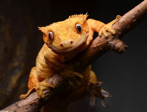 Gecko Crestado : el Gecko favorito como Mascota | Geckopedia