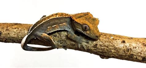 Gecko Crestado : el Gecko favorito como Mascota | Geckopedia