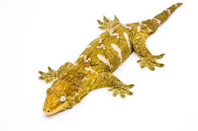 Gecko gigante de Nueva Caledonia  Rhacodactylus lechianus    Kanaky ...