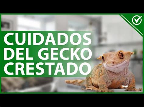 Geckos Crestados   Los Lagartos más exóticos   Precio, Cuidados y ...
