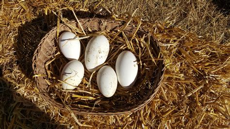 Geese Hatching Eggs for sale in UK | View 72 bargains