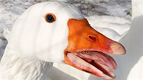 Geese Teeth are Insane and Amazing   YouTube