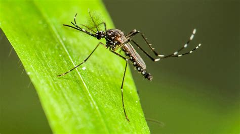 Gene turns female mosquitoes into males | Science | AAAS