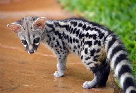 Genet Facts, History, Useful Information and Amazing Pictures