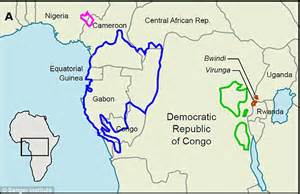 Genetic map of endangered mountain gorillas revealed ...