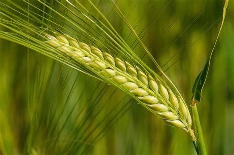 Genome of Barley Sequenced