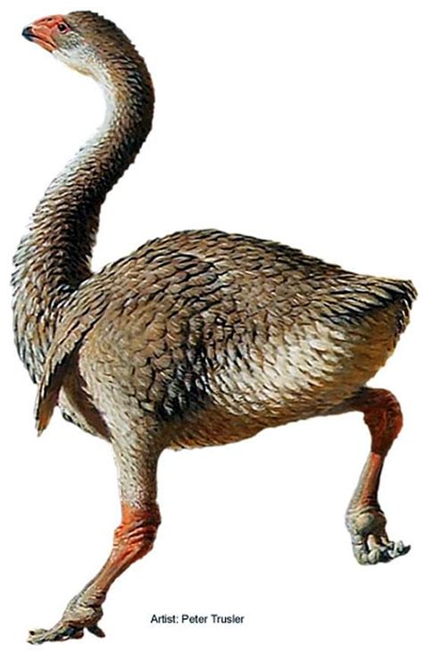 Genyornis, an extinct giant bird from the Australian Ice Age