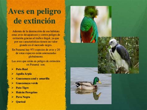 Geografia   Animales en peligro de extincion en Panamá