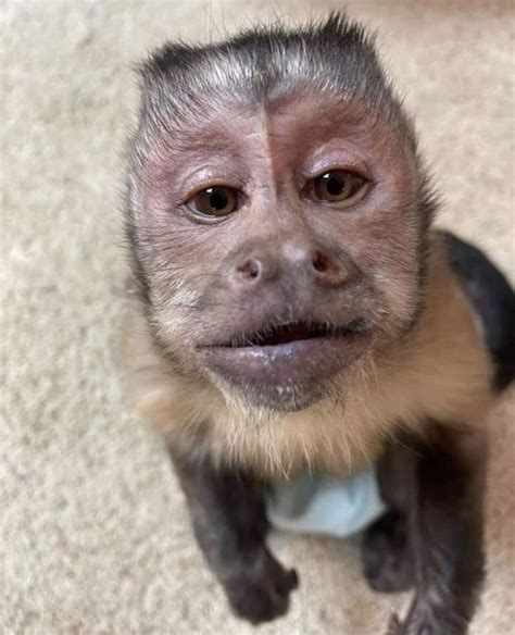 George | Fotos de monos bebes, Monos divertidos, Mascotas bonitas