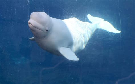 Georgia Court To Weigh Destiny of 18 Beluga Whales | Al ...