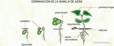 Germinación de la semilla de judía | Semillas, Germinacion, Hojas