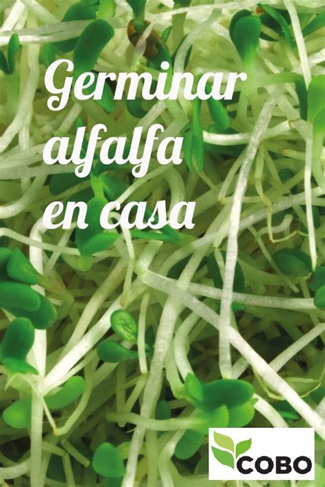 Germinado de alfalfa en casa | Germinados, Germinado de alfalfa, Semillas