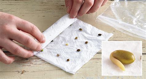 Germinating seeds paper towel: How to do it perfectly?
