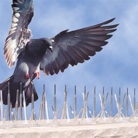 Get rid of pigeons in St Louis