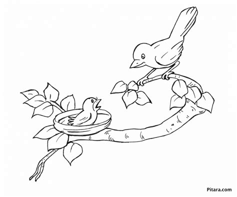 Get This Bird Coloring Pages Kids Printable 26481