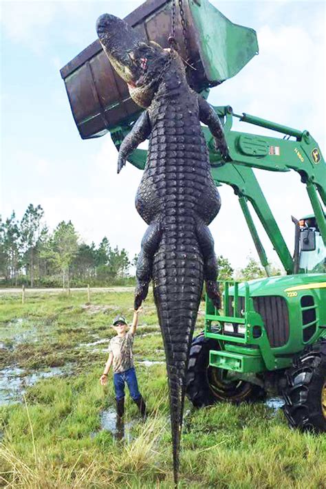 Giant Aligator Walking Across Florida Golf Course | Page 6 ...