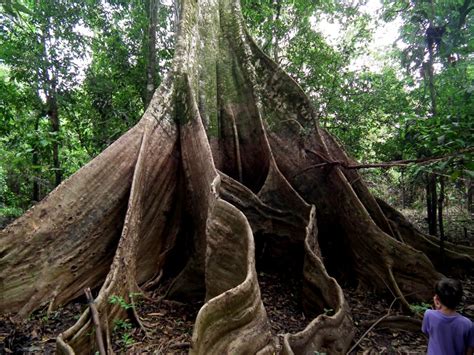 Giant Amazon Tree | Colombia Travel Blog by See Colombia ...