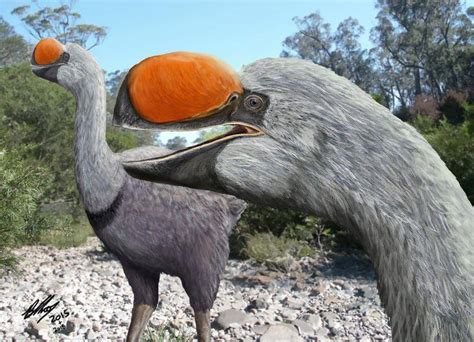 Giant extinct bird brains reveal  extreme evolutionary experiments