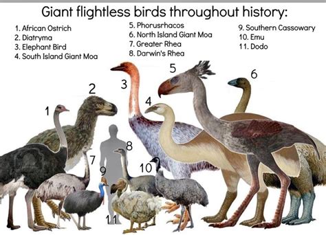 Giant flightless bird’s throughout history. | Prehistoric animals ...