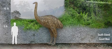 Giant Moa   Facts and Pictures