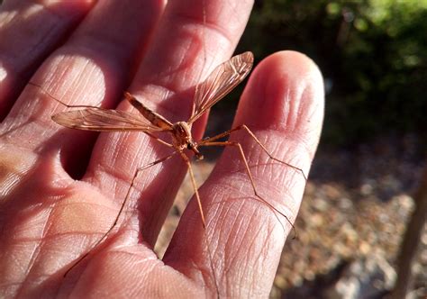 Giant Mosquito? Mosquito Eater? Nope, It’s a Crane Fly! | News | San ...