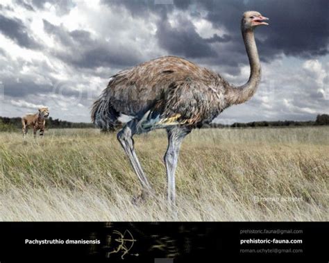Giant Pleistocene ostrich like bird  Pachystruthio dmanisensis ...