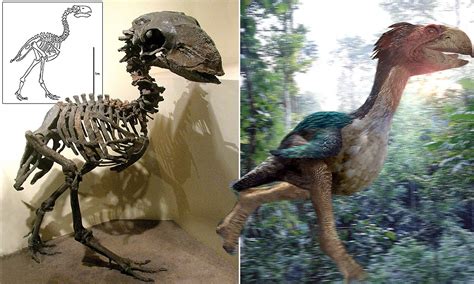 Giant prehistoric  terror bird  once thought to be a ruthless predator ...