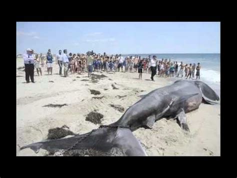 Giant Shark  Megalodon?  found on Florida beach   YouTube