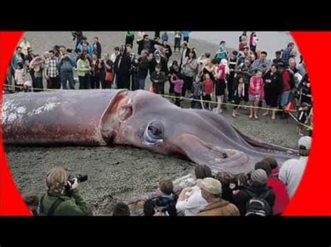 Giant squid stranded on beach new zealand !   YouTube