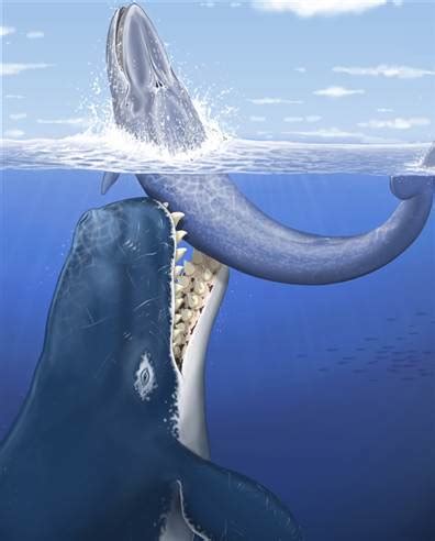 Giant whale eating whale discovered   Technology & science ...