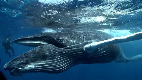 giant whale eats cameraman   YouTube