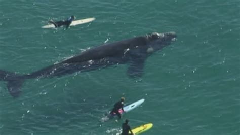 Giant whale lashes out at surfers in Sydney after they ...