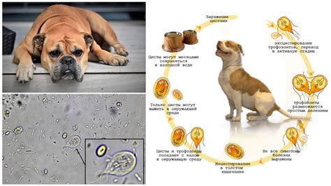 Giardia en perros   síntomas y tratamiento