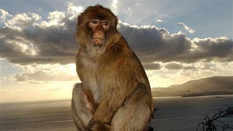 Gibraltar deportará a 120 monos por considerarlos ...