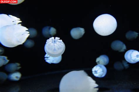 GIF: Pequeñas medusas en movimiento  Gif #4926